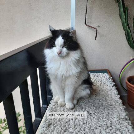 Photo 1/1 CHOUCHOU-ZIZOU Chat lost in Tourretes sur loup