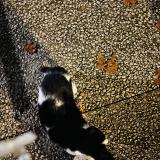 Picture of cat found at Nimes