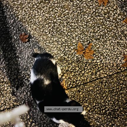 Photo 1/1 Found cat Found in Nimes