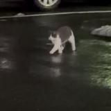 Picture of cat found at New Rochelle