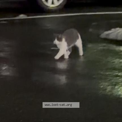 Photo 1/1 Found cat Found in New rochelle