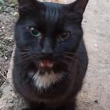 Picture of cat found at Saint Laurent De Mure