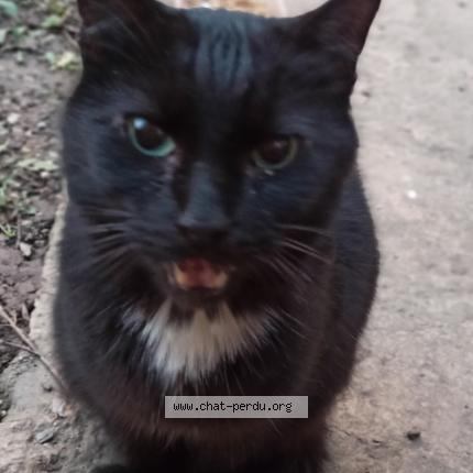 Photo 1/1 Cat reunited Found in Saint laurent de mure