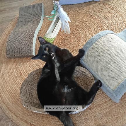 Photo 1/1 Simba Chat lost in Nogaro