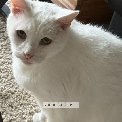 Photo 1/1 Snowball Chat lost in Davenport