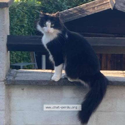 Foto 1/1 Kat teruggevonden Vermist in Ben Ahin