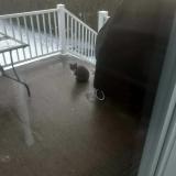 Picture of cat found at Granby