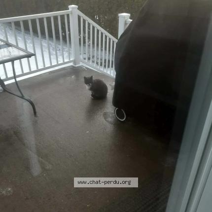 Photo 1/1 Found cat Found in Granby