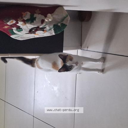 Photo 1/1 Found cat Found in Bras panon