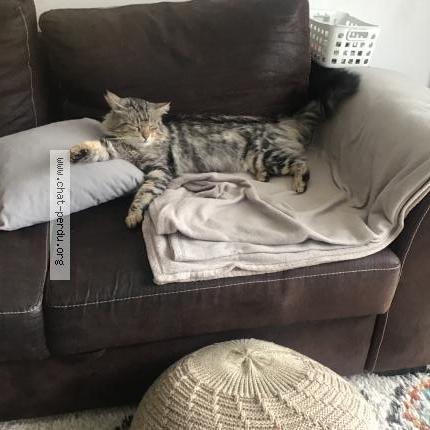 Photo 1/1 Speedy Chat lost in Le havre