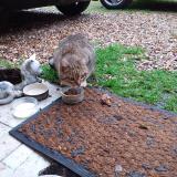 Picture of cat found at Buxerolles