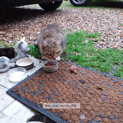 Photo 1/1 Found cat Found in Buxerolles