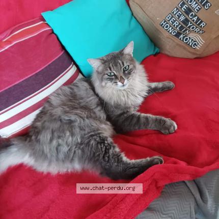 Photo 1/1 Grisou Chat lost in Pornic