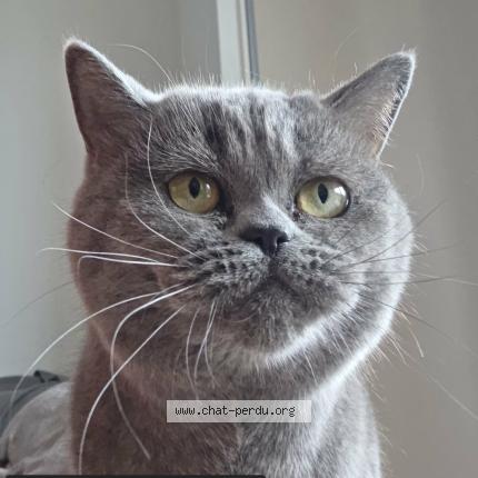 Photo 1/1 Petra Chat lost in Royan