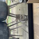 Picture of cat found at La Chapelle Sur Erdre