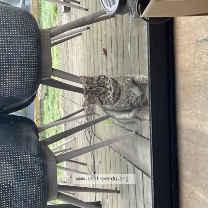 Photo 1/1 Found cat Found in La chapelle sur erdre