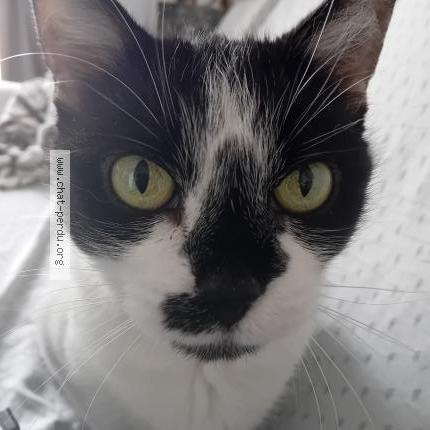 Photo 1/1 Arya Chat lost in Palavas les flots