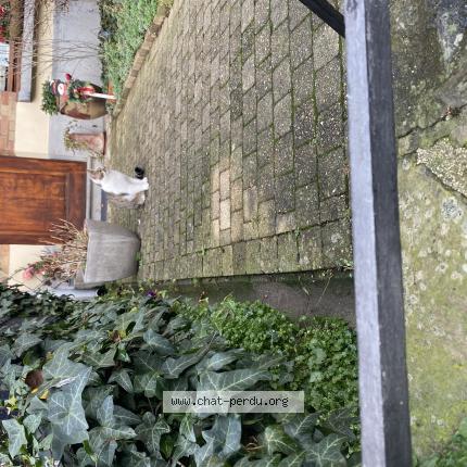 Photo 1/1 Found cat Found in Schaerbeek