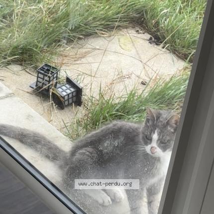 Photo 1/2 Found cat Found in Bussy saint martin