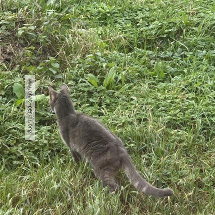 Photo 2/2 Found cat Found in Bussy saint martin