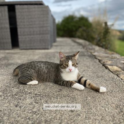 Photo 1/1 Mimou Chat lost in Montpellier