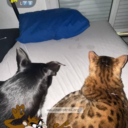 Photo 1/1 Sherkhan Chat lost in Aix en provence