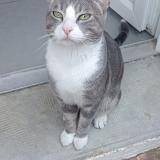 Picture of cat lost at Toulouges