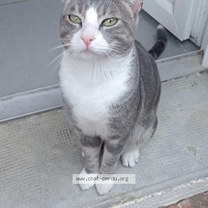 Photo 1/1 Hom&egrave;re Chat lost in Toulouges