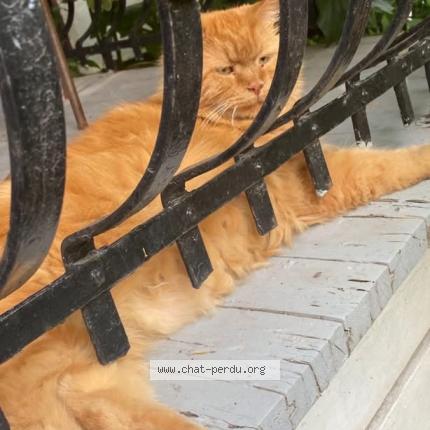 Photo 1/1 Philippe Chat lost in Montreal