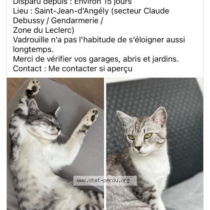 Photo 1/1 Vadrouille Chat lost in Saint jean d angely