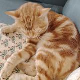 Picture of cat found at Pau