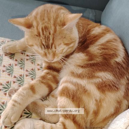 Photo 1/1 Found cat Found in Pau