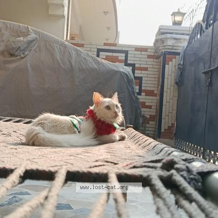 Photo 1/1 Reunited cat Lost in Allama Iqbal Town Nishtar Block