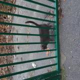 Picture of cat found at Annemasse