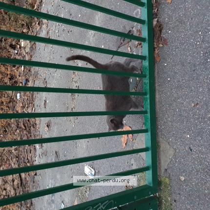 Photo 1/1 Found cat Found in Annemasse
