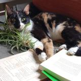 Photo of a cat found in Montevideo