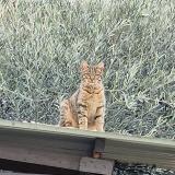 Picture of cat found at Saint Jacques De Thouars