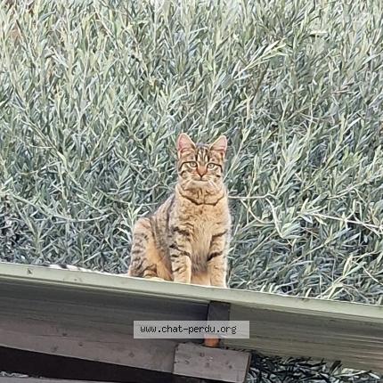 Photo 1/1 Found cat Found in Saint jacques de thouars