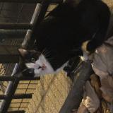 Picture of cat found at Levallois Perret