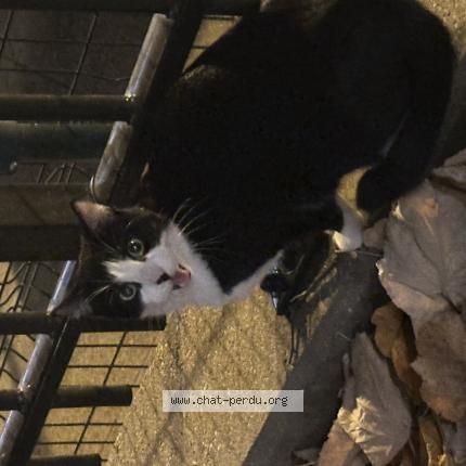 Photo 1/1 Found cat Found in Levallois perret