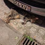 Picture of cat found at Pamiers