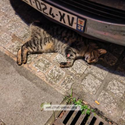 Photo 1/1 Found cat Found in Pamiers