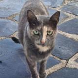 Picture of cat lost at Heric