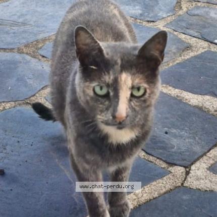 Photo 1/1 Cat reunited Lost in Heric