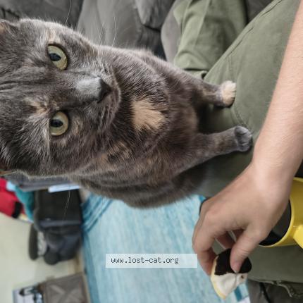 Photo 1/1 Lemon Chat lost in Yorktown