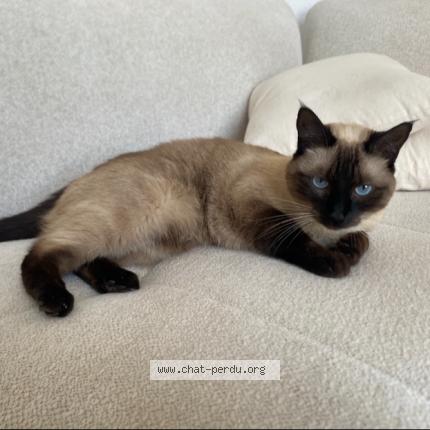 Photo 1/1 Sahra Kerkar Chat lost in Annecy