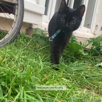 Photo 1/1 Kitkat Chat lost in Le blanc