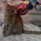 Picture of cat lost at Centreville