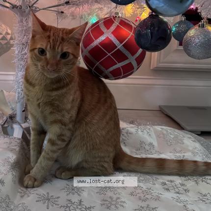 Photo 1/1 Kenny Chat lost in Centreville