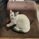 Picture of cat lost at Ceauce